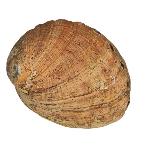 Vintage Large Abalone Shell Seashell Shiny Green Blue Yellow Pink Silver 8"x6" - Picture 2 of 12